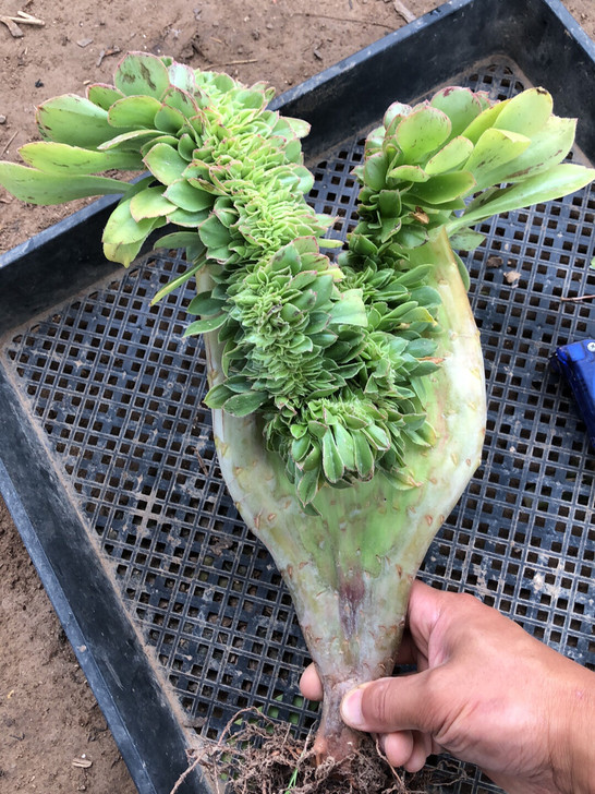 君美丽法师缀化正宗整板，板子厚实，造型完美...