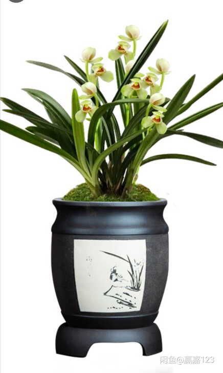 建兰jun临天下，超级荷瓣，带花转让，花大...