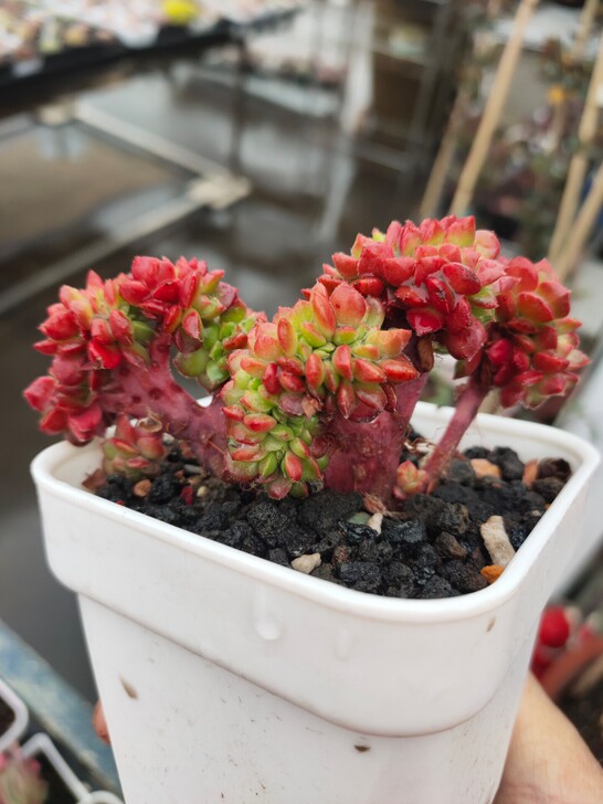蒂亚缀化