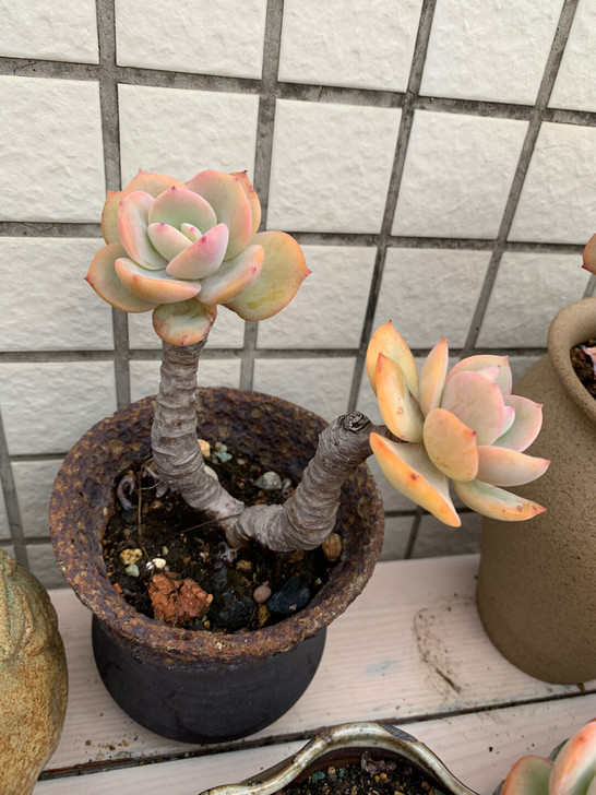 楼顶多肉老桩白凤