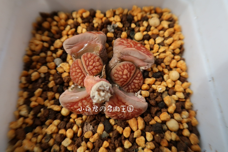 小白君の多肉王国 2020夏季新品 特...