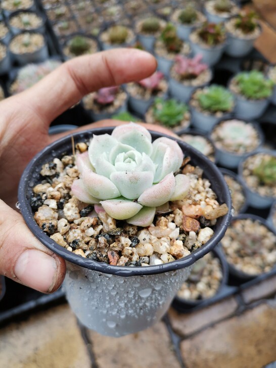 韩货精品多肉,阿尔巴樱花,月影系杂交新品
