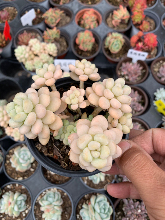 精品多肉,洛可可,10厘米盆