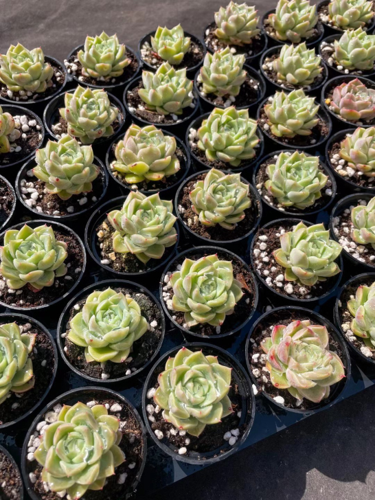 多肉植物、麦秆