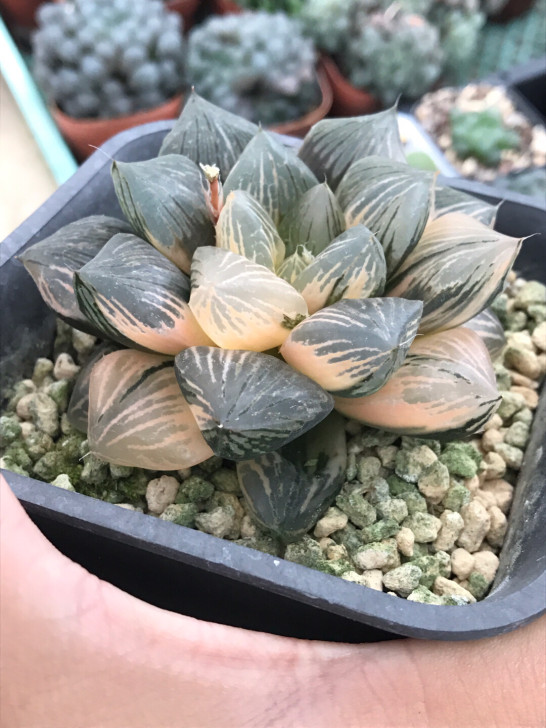 玉檀寿锦母本拉丝锦