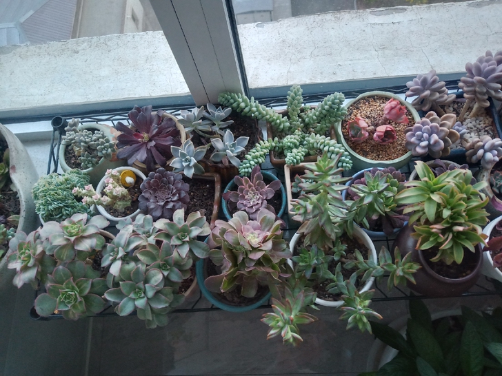 清理阳台，处理多肉，有需要私聊，标价非售价。