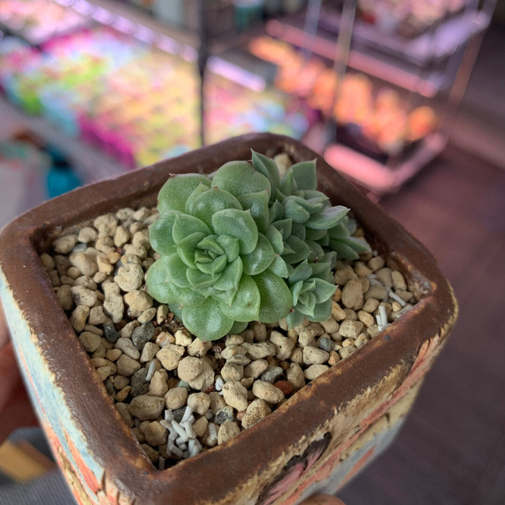 韩麦群生 4cm 8头