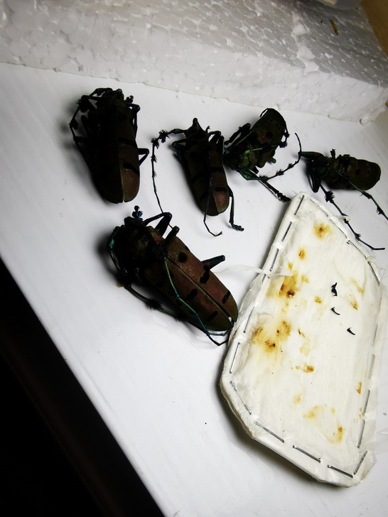 木棉天牛昆虫标本素材品质A1，跗节脱落
