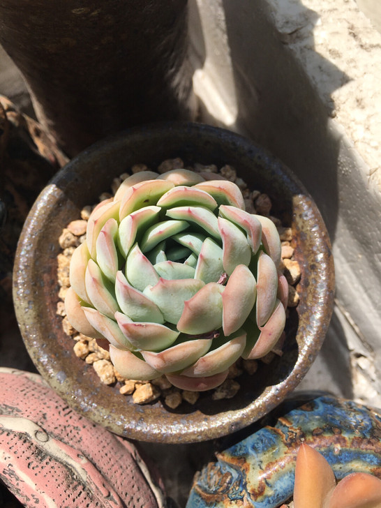 杂交多肉植物