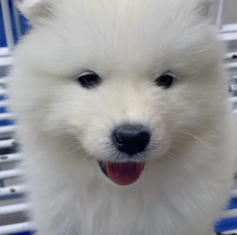 自提自家养的萨摩耶幼犬，萨摩耶幼犬宠物狗狗...