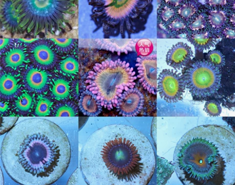 纽扣珊瑚鸡尾酒苏拉火焰美国