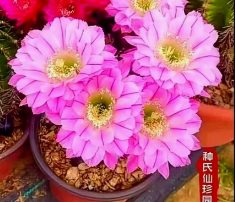 天鹅湖，席克氏仙人球，花径14公分，大花群...