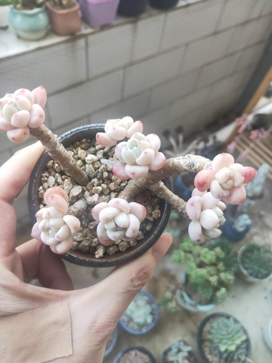 韩国罗琦，是罗琦，罗琦，正版的，别拿去和劳...