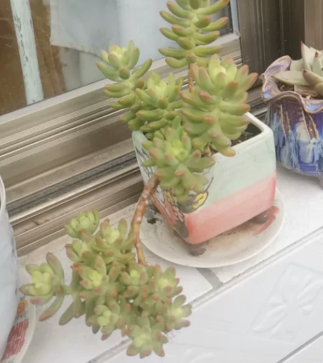 飘枝小老桩,喜欢的自提 感兴趣的话点“我想...