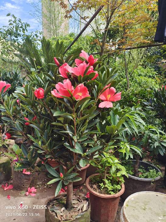 可以苗圃看现货    大小均有  30～1...