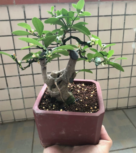 小豆豆，矮霸蘑菇头，老盆口年功货开花挂果了...