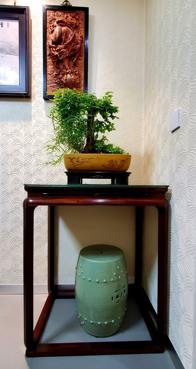 雀梅精品老熟桩文人盆景绿植