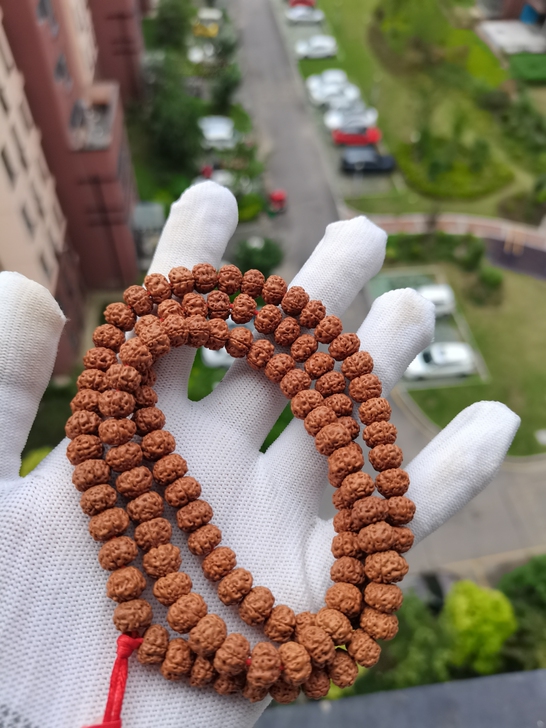 小金刚 细纹树祖108