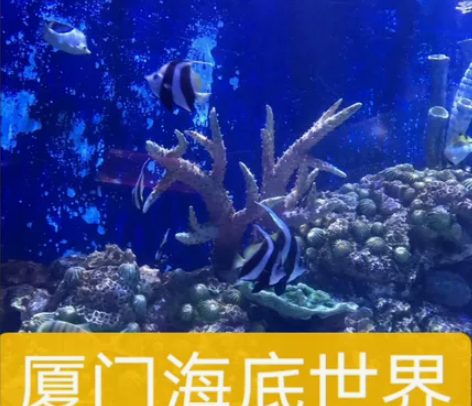 厦门海底世界厦门海洋馆 儿童票55元，单成...