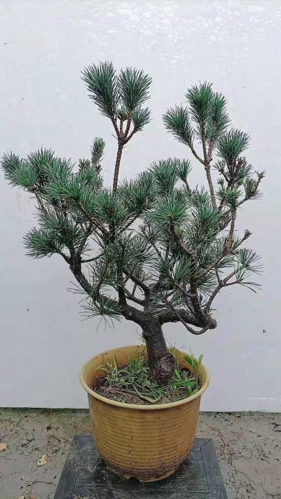 搬大棚清场地底价出四国五针松盆景素材