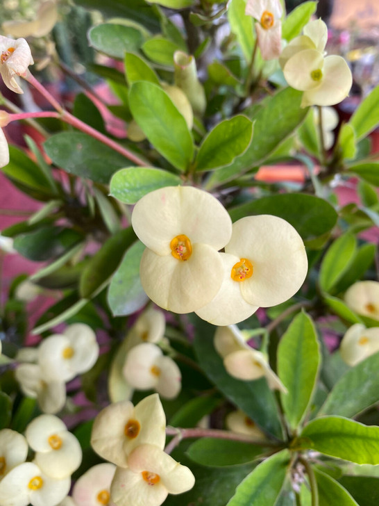 虎刺梅黄色花，中花中叶型，高度35至40厘...