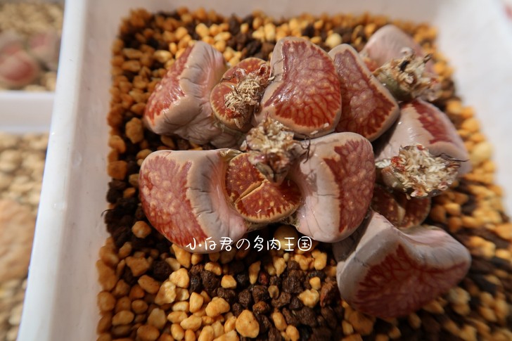 小白君の多肉王国 2020秋季新品 番...