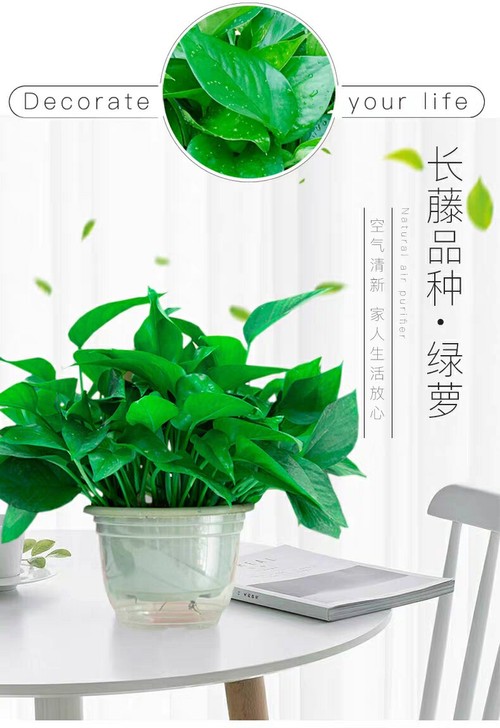 [大棚]大叶绿萝室内盆栽水培植物除甲醛空气...