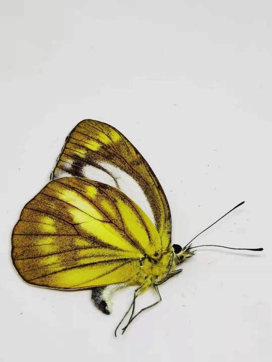 青园粉蝶#原蝶#真蝴蝶#标本