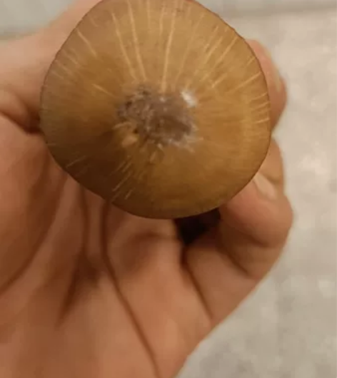 极品铁匠木老料：可以做极品标杆，从一米四剧...