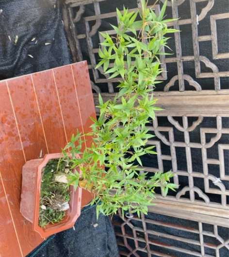 6号 小叶簕竹 宝塔柱 小怪桩 飘枝长70...