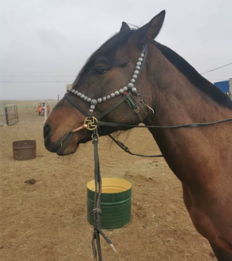 蒙古马具。银嚼子，传统察哈尔泡丁万字嚼子，...