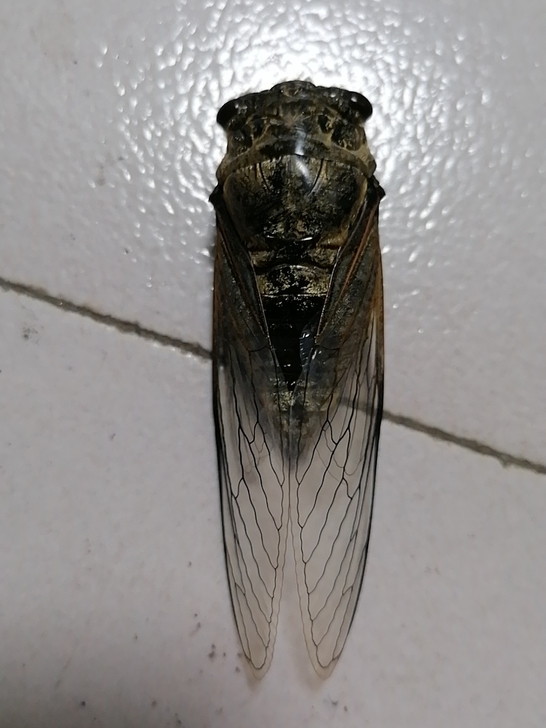 金蝉标本，完整无缺，抓住了夏天的蝉，仿佛抓...