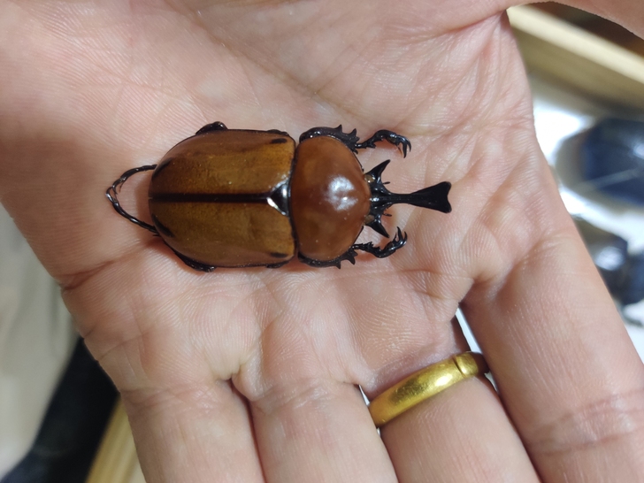 小兜昆虫甲虫标本