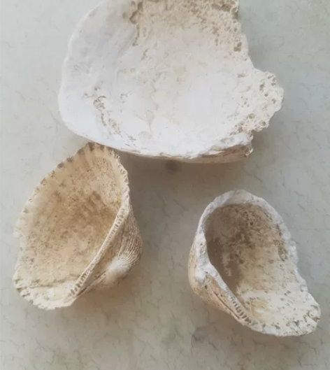 石器时代，贝壳项饰，包老，尺寸如图， 感兴...