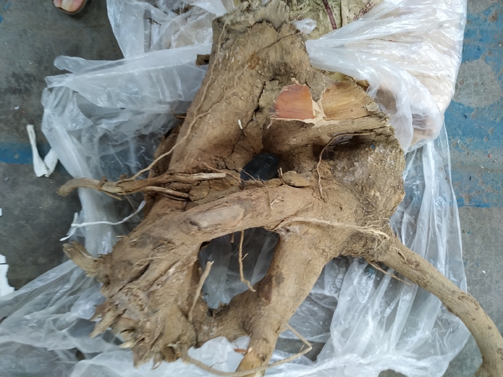 白蜡树根可做根雕用,去年挖出来的。