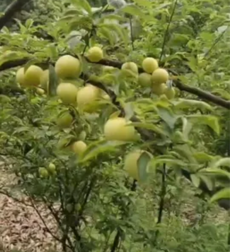 李子树  已结果 可以到苗圃看植物 大茶花...
