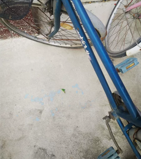 26飞鸽自行车，老婆以前骑的，现在没人骑了...