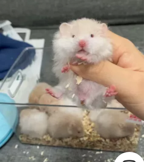 卷毛鸽灰波妹妹158全款 卷毛熊眼线眼影款...