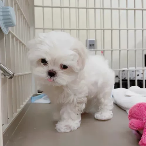 自家繁育马尔济斯犬 小体，超小体，家庭繁育...