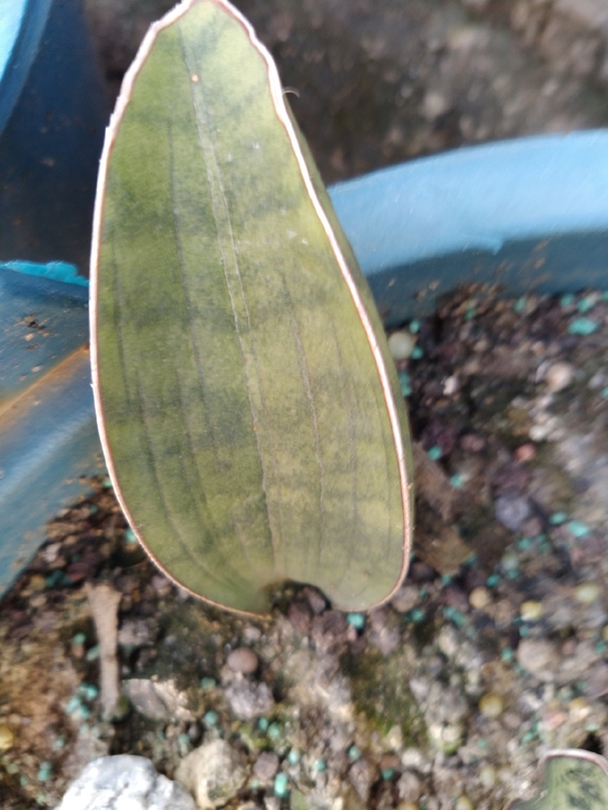 银棒球杆带侧芽