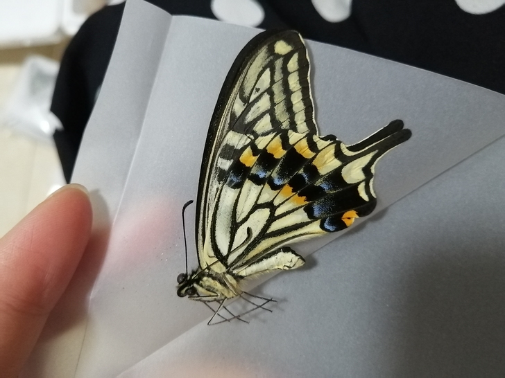 柑橘凤蝶真蝴蝶未展翅原蝶,标价为未展翅原蝶...