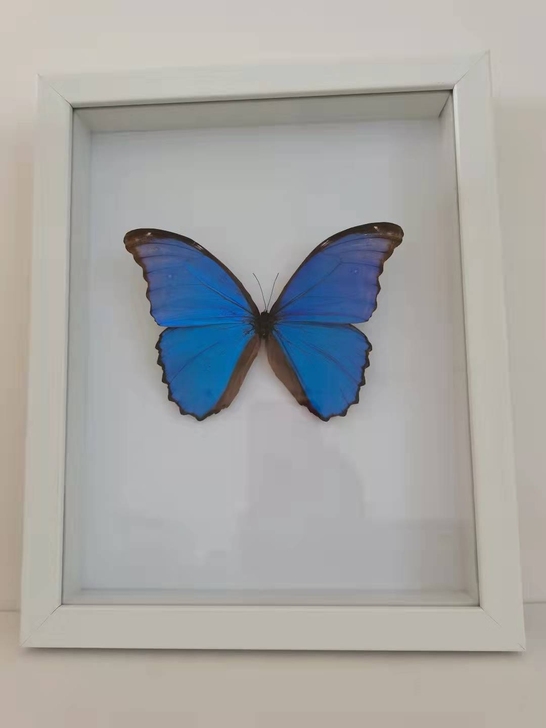 蝴蝶工艺品，学生生日礼品
