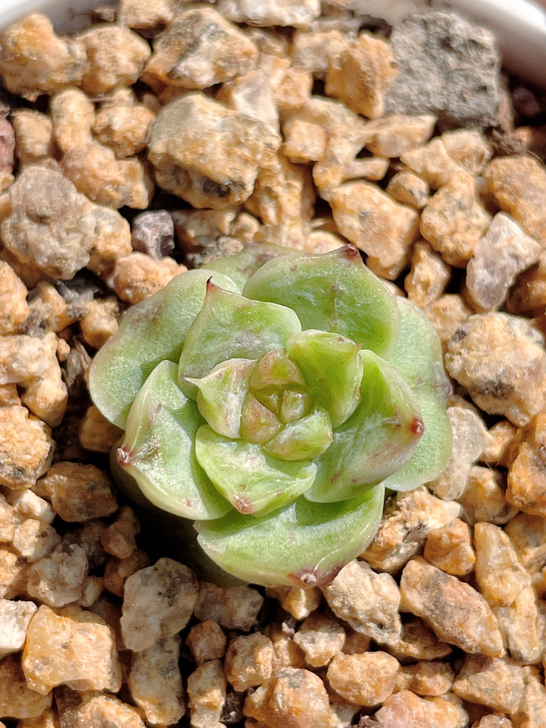 冰心杂交,尺寸不大。