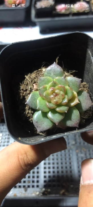 已出，黄透个体冰心玻璃心麦秆，化水色