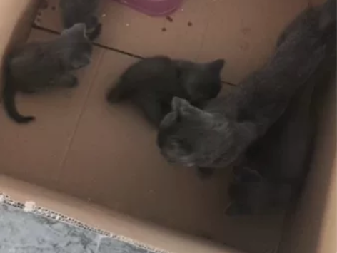 家里猫咪生了5个宝宝,弟弟妹妹都有,小型猫...
