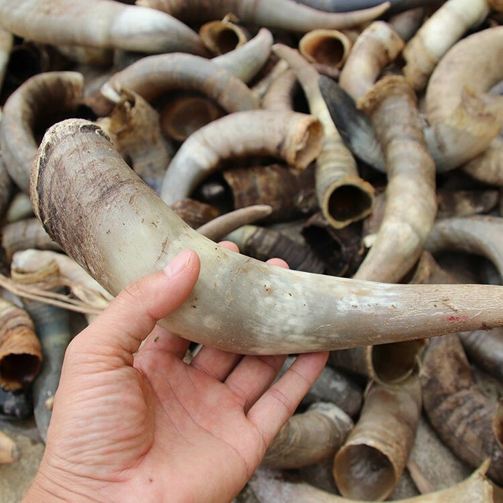 天然黄牛角散角原角 白花色泽牛角 雕刻工艺...