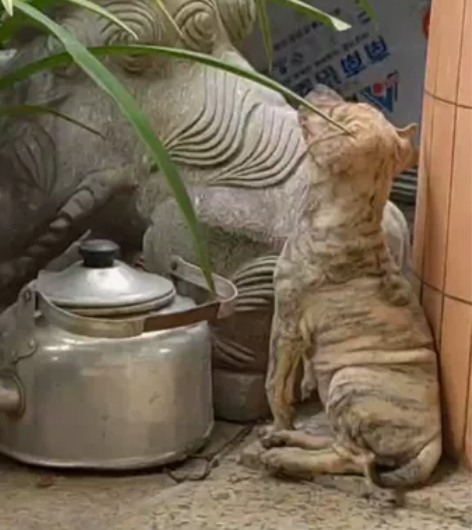 难得的箭毛虎斑犬，母，68天10天，打完3...