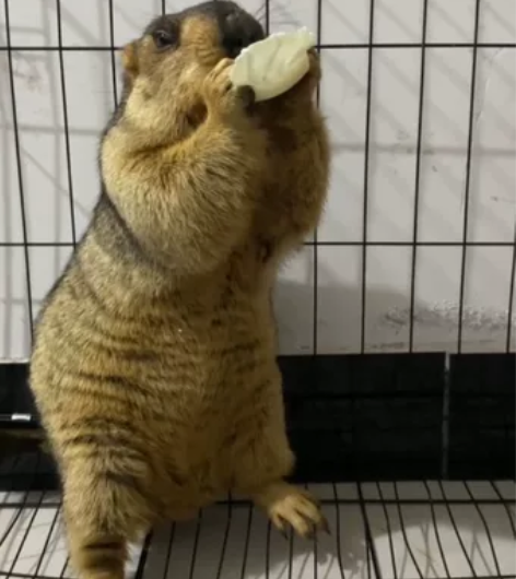 土拨鼠，国产土拨鼠，旱獭，宠物土拨鼠，年龄...