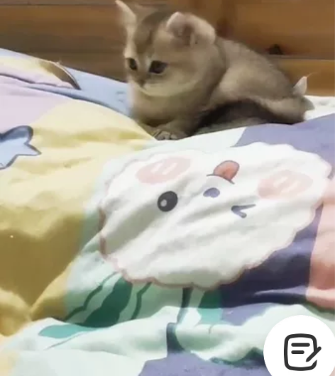 小金渐层找家长啦，猫粮价，找个对她好的家庭...