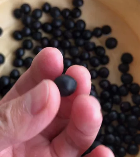 老树无患子，11毫米以下的无患子籽，老树种...